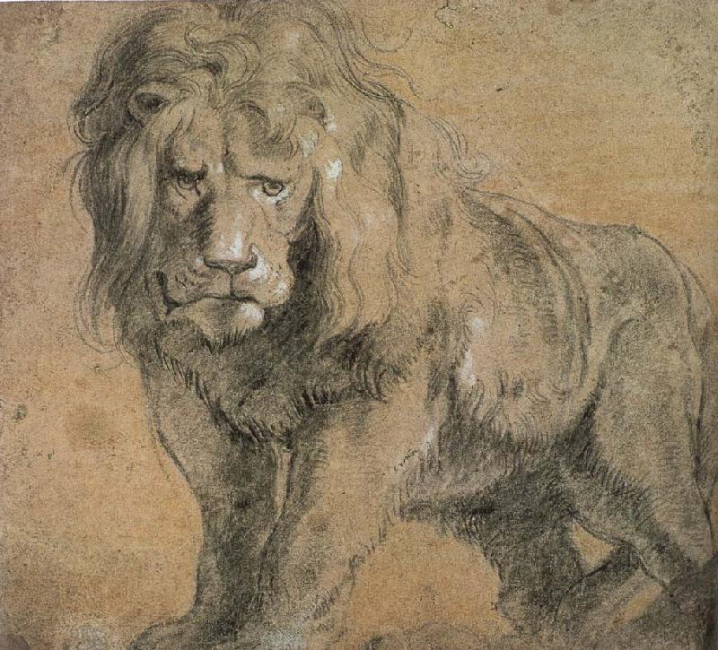 Peter Paul Rubens Standing lion Sweden oil painting art